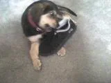 Lola5.webp