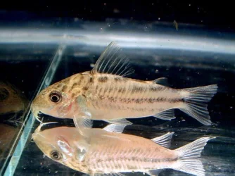c.robineae1.webp
