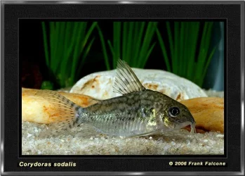 c_sodalis_2a_lq.webp