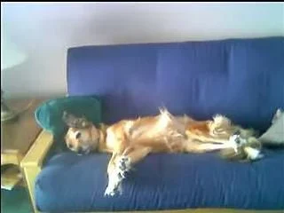 CouchDog.webp