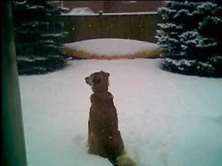snowdog.webp