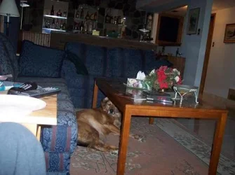 dogdog.webp