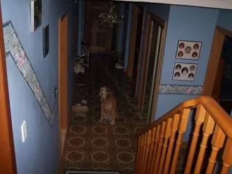 doginhall.webp