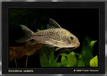 c_sodalis_1a_lq.webp