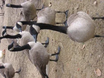 Web_canadian_geese_2.webp