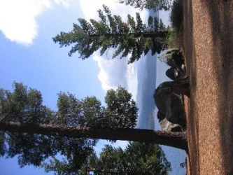 Web_vert_trees_shaver_lake.webp