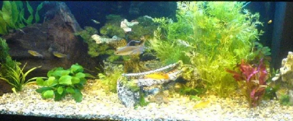 tank2.webp