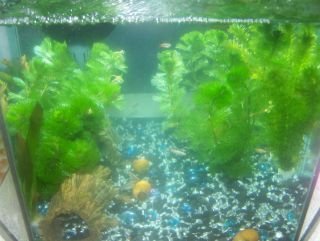 oscars_coldwater_tank.jpg