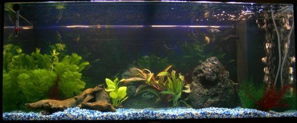 My_Fish_tank.jpg