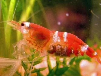 female_CRS_with_eggs.webp