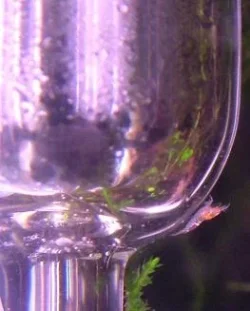 shrimplet.webp