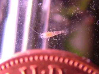 shrimplet_2.webp