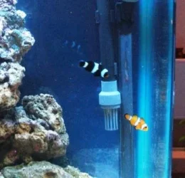 zebra_and_nemo.webp