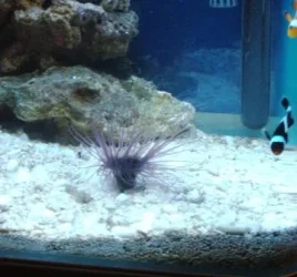 tube_anenome.webp