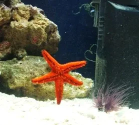 starfish.webp