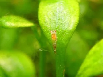 Glossoshrimp_edited.webp