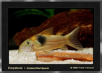 corydoras_unk_1a_lq.webp