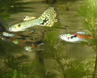 endlers.webp