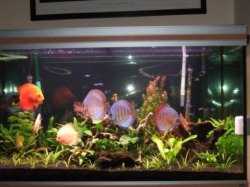 Discus_Tank_08_12_2006.JPG Discus_Tank_08_12_2006.JPG