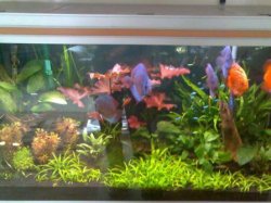 Discus_Tank_29_09_06.jpg Discus_Tank_29_09_06.jpg