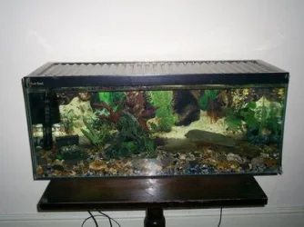 tank.webp