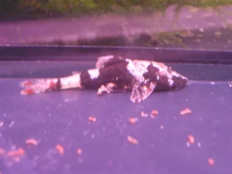 Parotocinclus_6_Small.webp