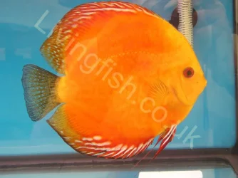 Discus.webp