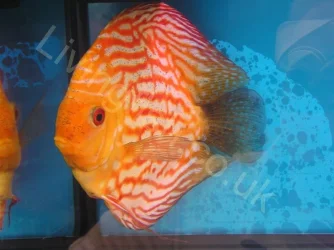 Discus_2.webp