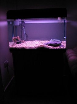 My_Tank_1.jpg My_Tank_1.jpg