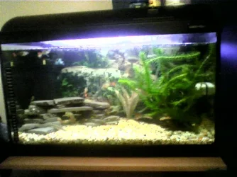 tank.webp