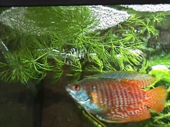Bubbly_gourami.webp