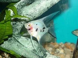 fish0206_023.webp