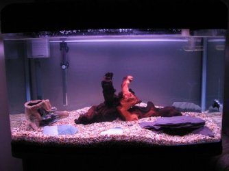 My_Tank_3.jpg My_Tank_3.jpg