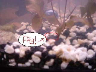 FRY_.webp