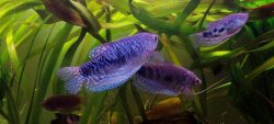 3_gourami.JPG 3_gourami.JPG