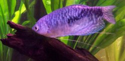 sucking_wood_gourami.JPG sucking_wood_gourami.JPG