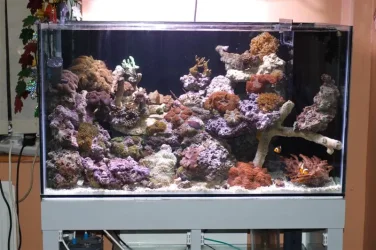 CRW_1379__Medium_.webp