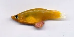Lumpy_Fish.webp