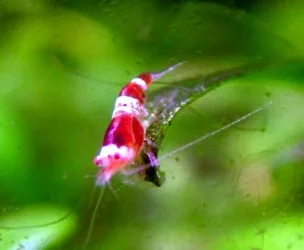 1cm.webp