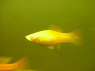 fish_008.webp