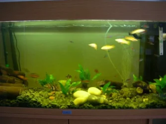 fish.webp