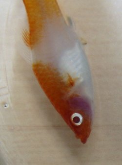 Cropped_dead_fish.jpg Cropped_dead_fish.jpg