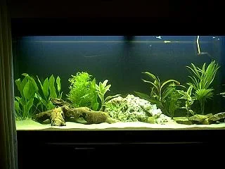 fish_tank.webp