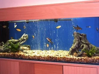 fish0206_001.webp