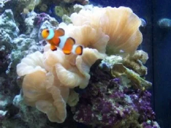 nemo.webp
