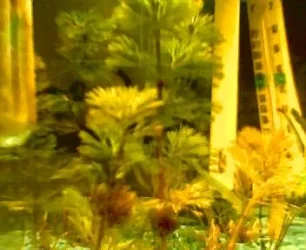 spikey__s_old_tank.webp