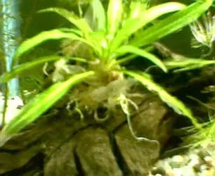 003.webp