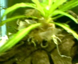 004.webp