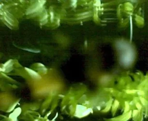 bumblebee.JPG_2.webp