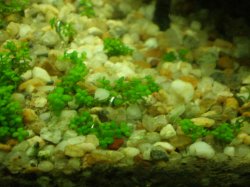 Fish_Tank_006.jpg